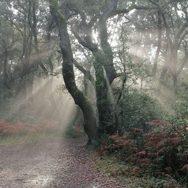 Forêt Longeville