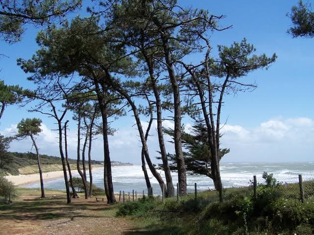 Balade en forêt 2