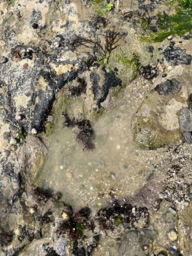 Traces de dinausores 4