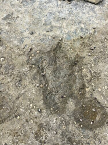 Traces de dinausores 5