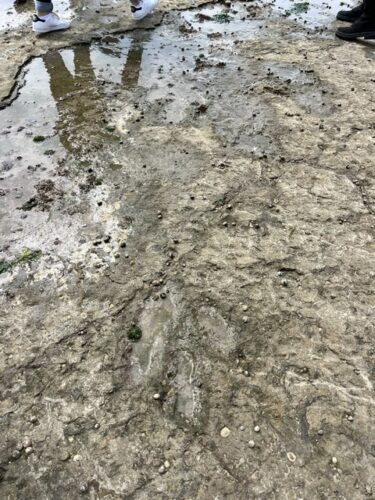 Traces de dinausores 6