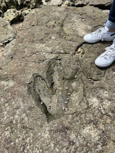 Traces de dinausores 7