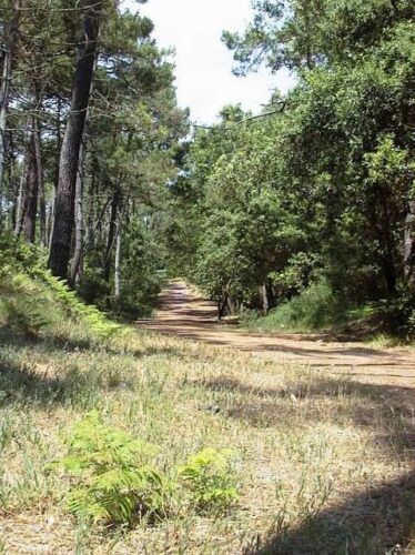 forêt