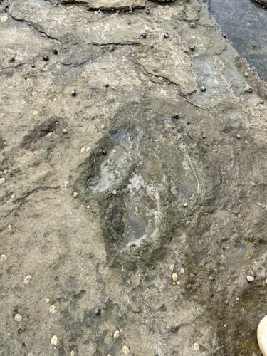 traces de dinausores